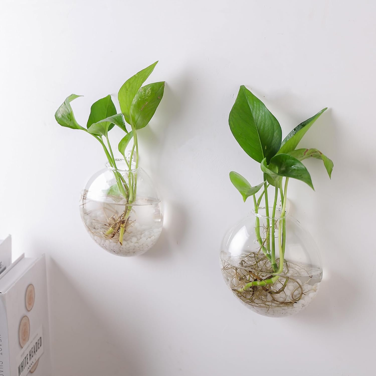Wall Propagation Planter 6 Pack Glass Wall Planter Oblate Hanging Terrarium