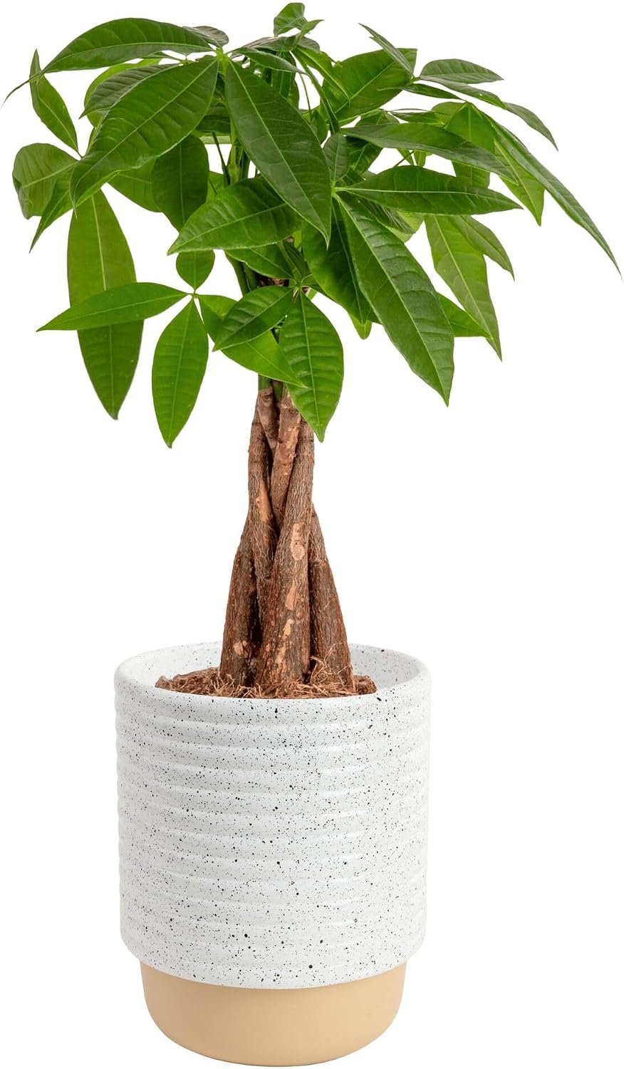 Costa Farms Money Tree Live Indoor Plant, Easy Care, Pet Safe, Decor Pot