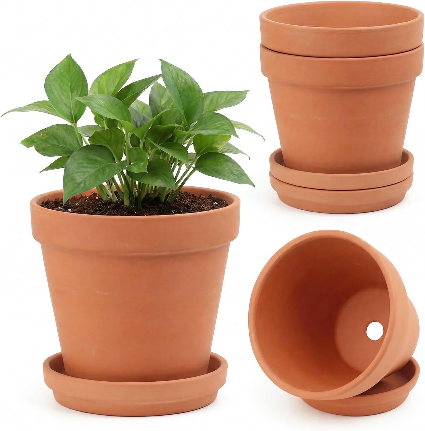 Riseuvo 6 Inch Terracotta Pots with Saucers – 4 Pack Medium Clay Flower Pots with Drainage Hole，Clay Pot for Succulents, Cactus and Indoor Plants, Wedding Favors