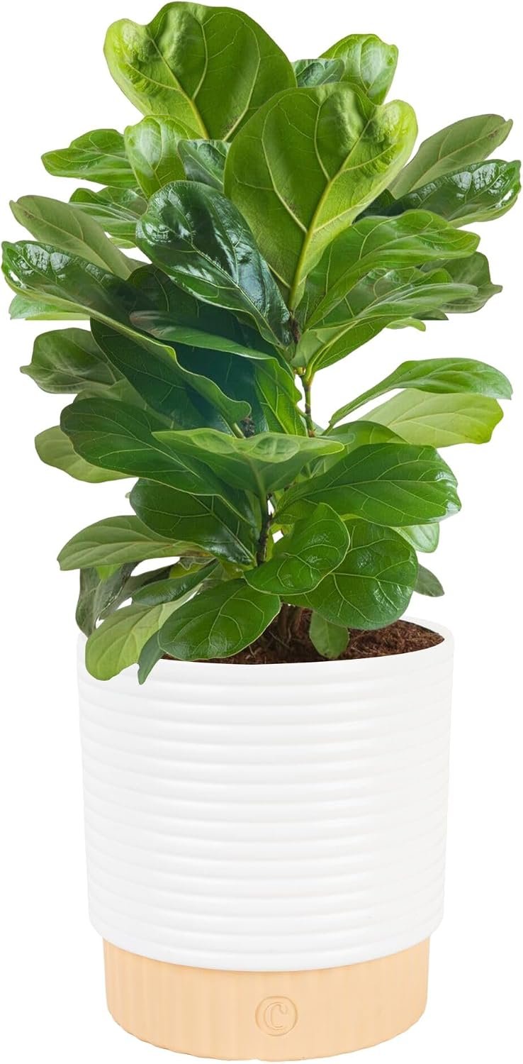 Costa Farms Fiddle Leaf Fig, Live Indoor Plant, Ficus Lyrata, 6-in Pot