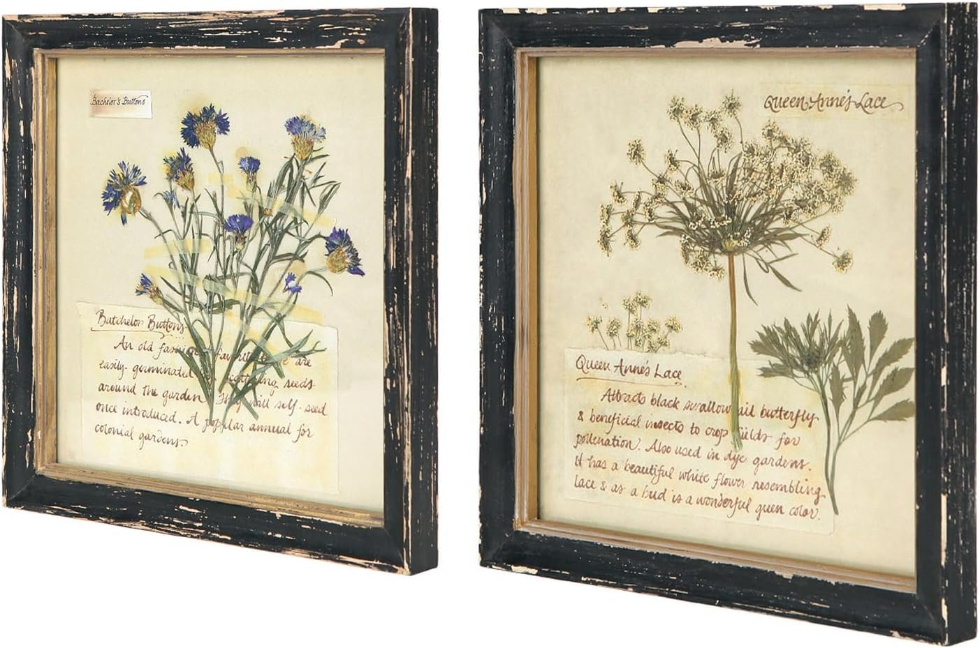 NIKKY HOME Botanical Wall Art Set of 2, Vintage Wood Framed Prints 10″x 10″