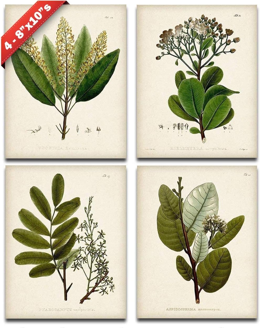 Sage Green Botanical Wall Art – Unframed Set of 4 Fern Prints, 8×10