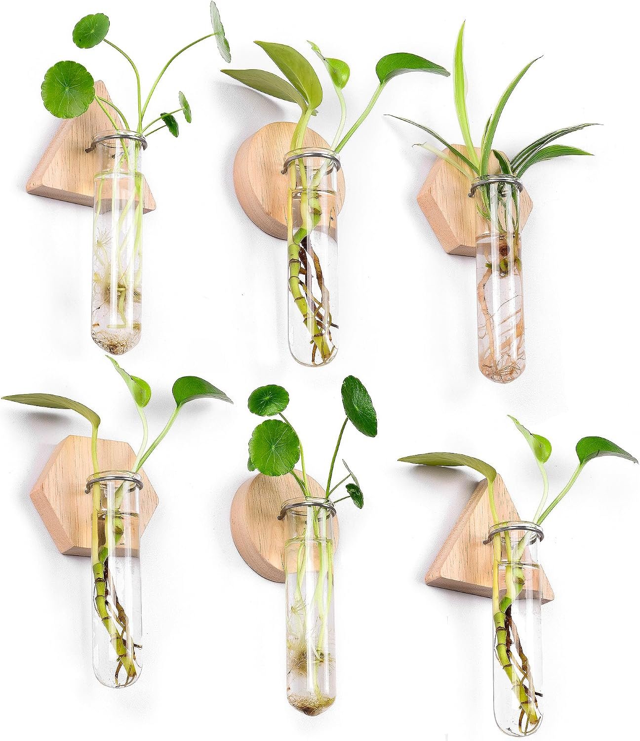 Wall Hanging Glass Planter Plant Propagation Station