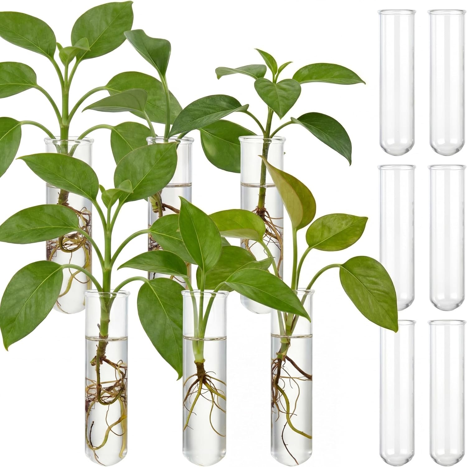 Kingdder 12 Pcs Glass Plant Propagation Tubes Station Wall Terrarium
